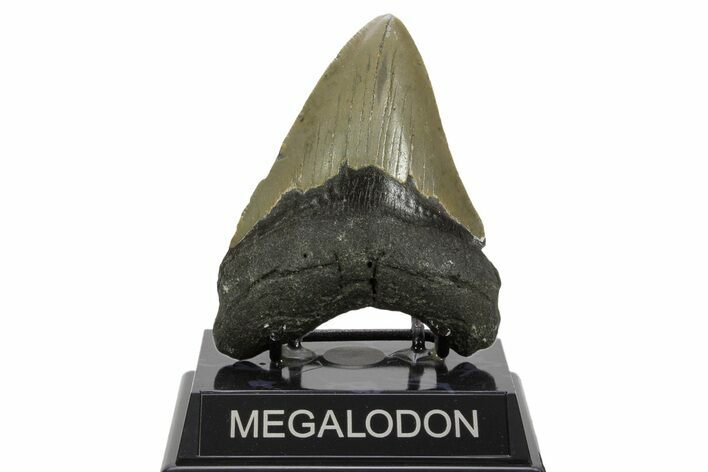 Serrated, Fossil Megalodon Tooth - North Carolina #378012